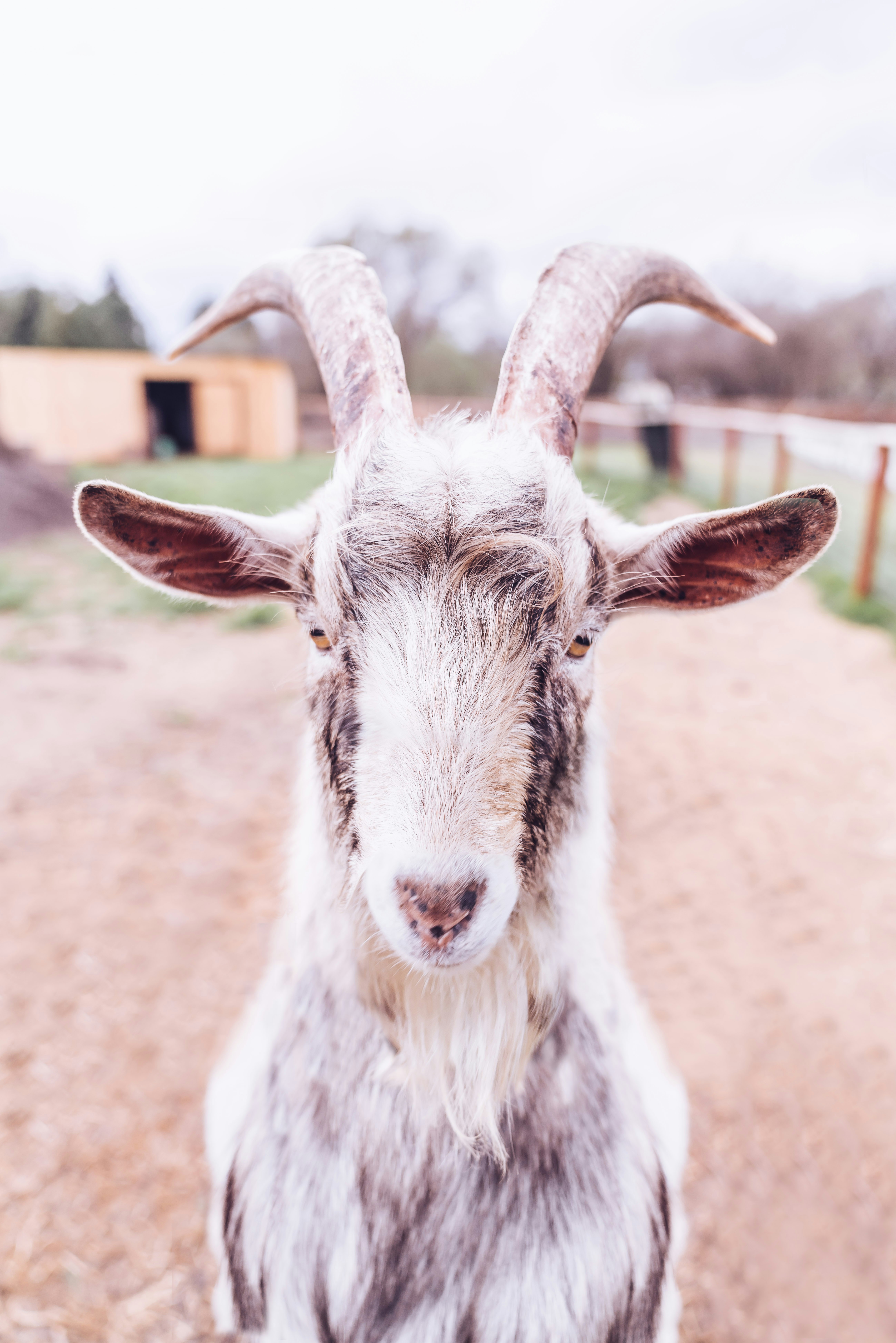 shallow focus photography of white goat